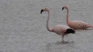 El flamenco andino se sitúa en zonas andinas durant el verano y hace 2 mil kilómetros para pasar el invierno en el sur de Santa Fe, preferentemente en la laguna de Melincué.