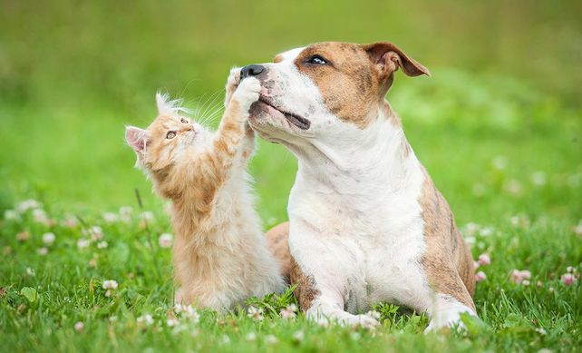 Cada 29 de abril se conmemora en Argentina el Día del Animal.
