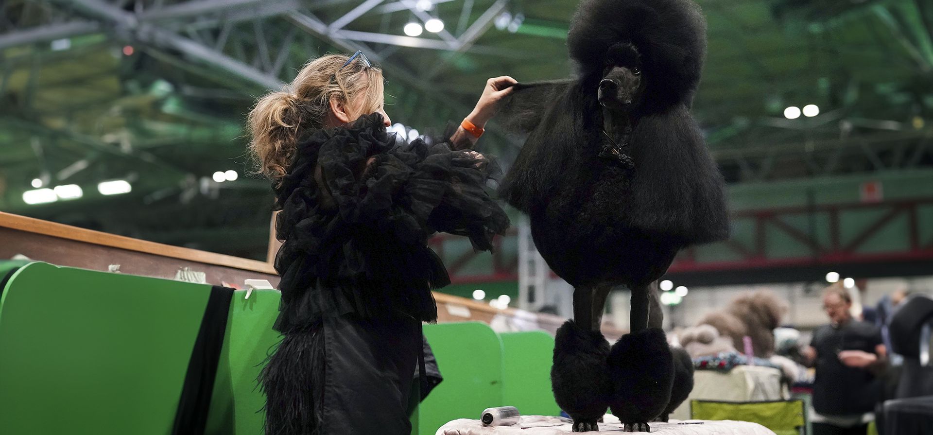 Un caniche estándar es preparado por su dueño, durante el primer día de la exposición canina Crufts en el Centro Nacional de Exposiciones (NEC) en Birmingham, Inglaterra, el jueves 7 de marzo de 2024. (Jacob King/PA vía AP)