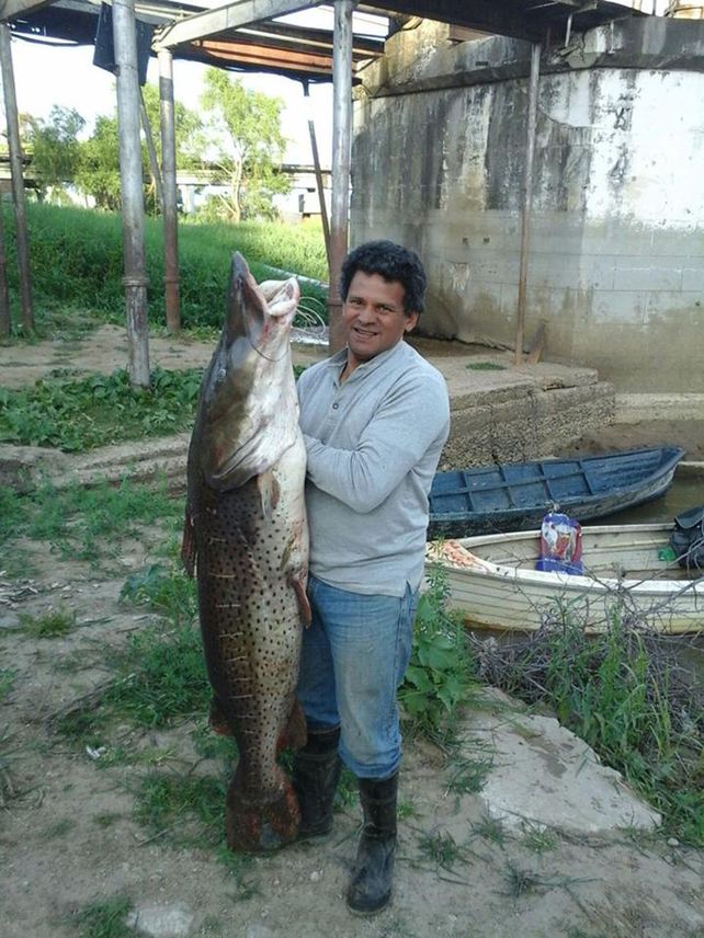 Sacó un surubí de 53 kilos