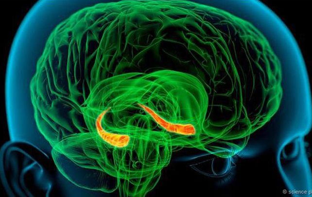 Zona gris. El gráfico destaca el hipocampo en el área del cerebro.
