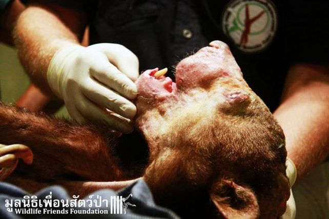 Creyeron que era un monstruo, pero era un oso desfigurado por el hambre