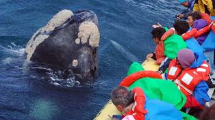 Exitosa temporada de avistajes de ballenas en Chubut