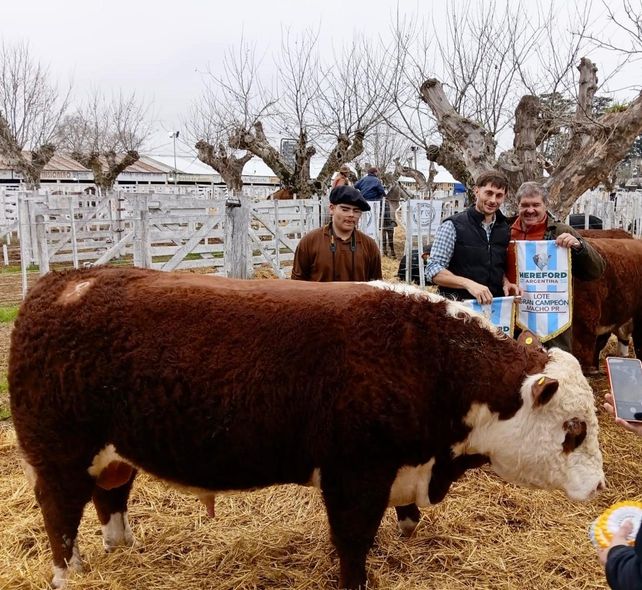 El toro Gran Campeón Junín