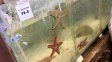 Incautaron en Ezeiza más de 700 animales marinos traficados desde Kenia