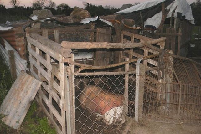 Entre Ríos: un hombre habría muerto tras un episodio de zoofilia en Victoria
