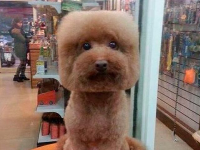 La moda de cortarles el pelo cuadrado a los perros