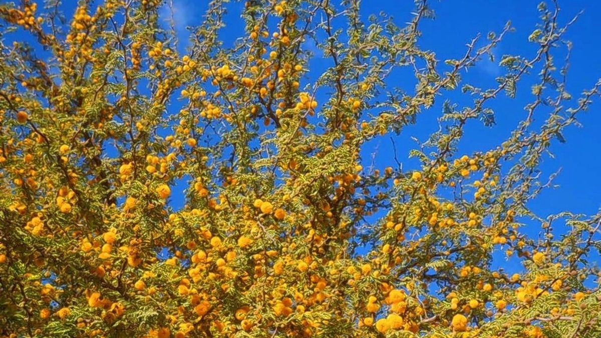 Nos llamaron a votar un árbol y elegimos nomás un arbolito