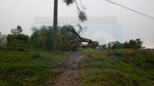 Temporal: casi la mata un árbol que se le cayó encima
