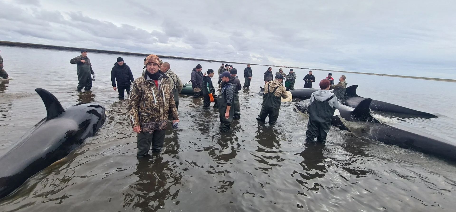 Rescatistas y voluntarios intentan salvar a cuatro orcas varadas en la desembocadura del río Bolshaya Vorovskaya, en la costa del mar de Ojotsk,Kamchatka, ruso. Fotografía: Jefe del distrito de Sobolevsky, Andrei Vorovskiy/Reuters Rescatistas y voluntarios intentan salvar a cuatro orcas varadas en la desembocadura del río Bolshaya Vorovskaya, en la costa del mar de Ojotsk,Kamchatka, ruso. Fotografía: Jefe del distrito de Sobolevsky, Andrei Vorovskiy/Reuters