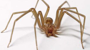 La araña de rincón: su veneno es 15 veces más potente que la cobra