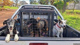 Un total de 22 perros fueron encontrados en una casa tras un allanamiento por estupefacientes.
