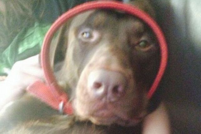 Fotos selfies de los animalitos más divertidos