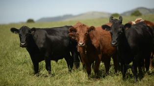 La experiencia de Uruguay frente a las nuevas exigencias del mercado de carne