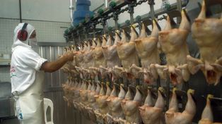 Entre Ríos reabre las exportaciones de carne aviar a Vietnam