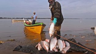 Los peces analizados se extrajeron del tramo bajo del río Salado, previo a la desembocadura en Santa Fe. Pero se infiere que también podrían estar contaminados los de la cuenca del Paraná en general.