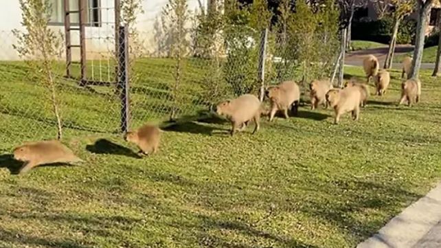 Carpinchos del Nordelta: crece la empatía hacia los roedores
