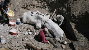 Hallan el esqueleto de un dinosaurio de 170 millones de años