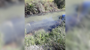 Otra vez el Ludueña contaminado: denuncian una mancha cloacal en Fisherton