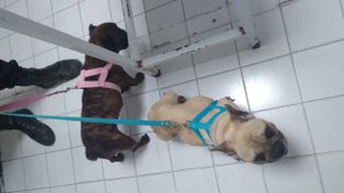 Maltrato animal: rescataron dos perros bulldogs desnutridos y con lesiones por abandono