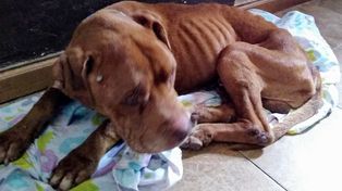 Nuevo rescate de un perro abandonado, esta vez en plena autopista