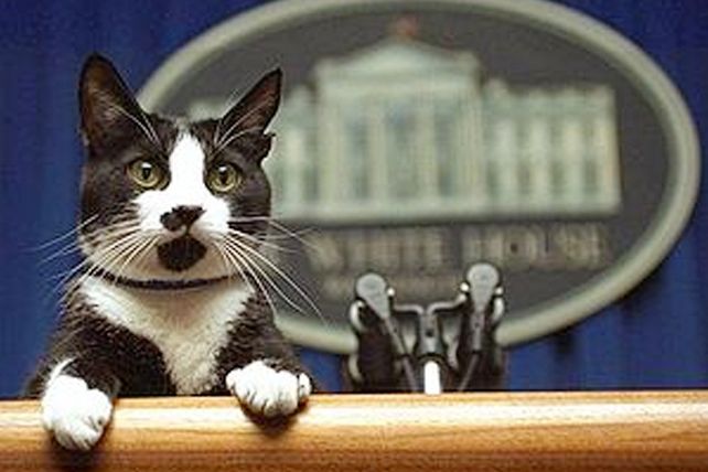 Este es el felino que inspiró el Día Internacional del Gato