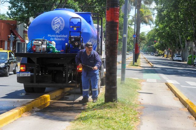 Las cuadrillas trabajaron todo el fin de semana para limpiar unas 50 palmeras que corrían riesgo de secarse porque habían sido pintadas.&nbsp;