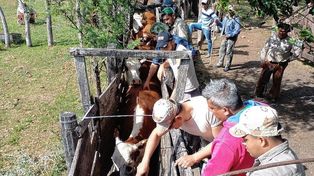 Feliciano: cuidador de un campo le robó animales a un vecino y pretendía venderlos
