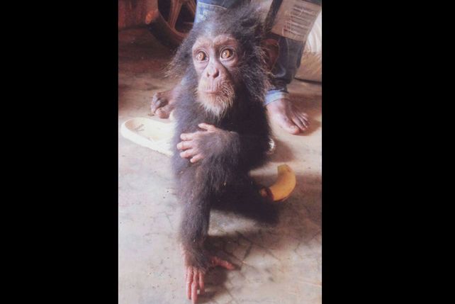 Rodeado de su familia mutilada, este chimpancé llora cuando se le acerca un humano