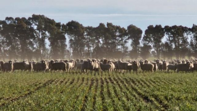 Carne ovina en la mesa de los argentinos todos los días