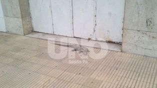 Sorpresa en el Bulevar: encontraron una iguana en la vereda