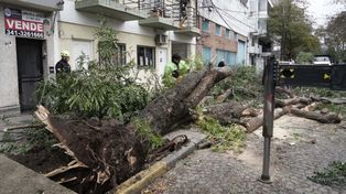 Por la tormenta se recibieron unos 20 reclamo por árboles caídos. Según Protección Civil, las ráfagas de viento alcanzaron los 80 KM/H.