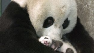 M&aacute;s de 17 mil especies conforman la nueva lista de animales en extinci&oacute;n
