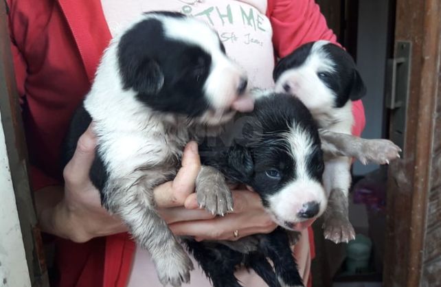 Los cachorritos rescatados.