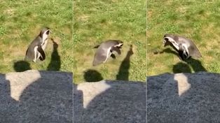 Un pingüino obsesionado con una sombra, el video viral del momento