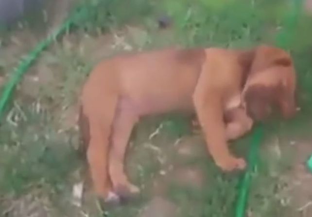 Se hace el muerto para que no lo bañen