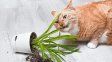 que plantas y flores pueden intoxicar a perros y gatos