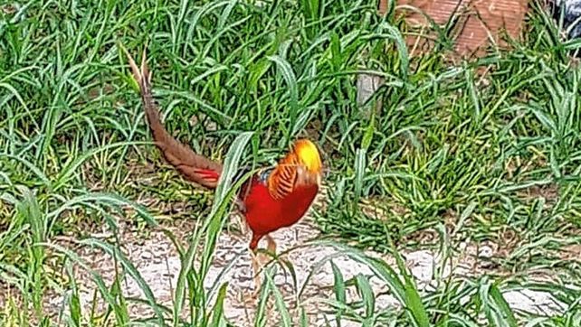 Entre Ríos participará de un relevamiento de aves a nivel mundial