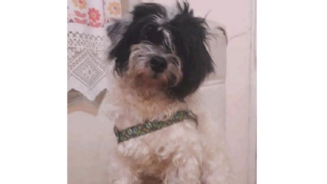 Recuperaron un caniche que robaron en Paraná