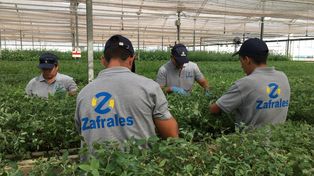 La plataforma Zafrales desembarca en Argentina y busca agilizar la contratación de trabajadores en el campo