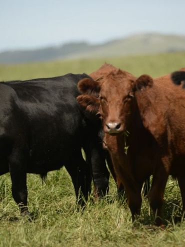 La experiencia de Uruguay frente a las nuevas exigencias del mercado de carne