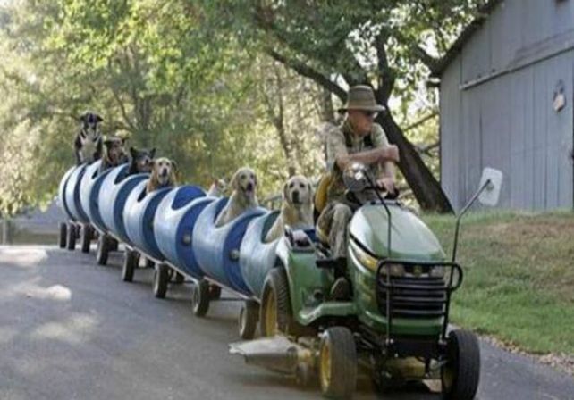 Construyó un tren para pasear perros abandonados