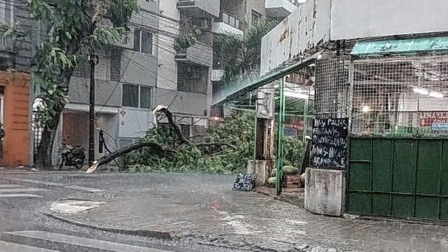 Fuertes lluvias en Rosario con granizo, árboles caídos y calles anegadas: ¿cuándo llega a Santa Fe?