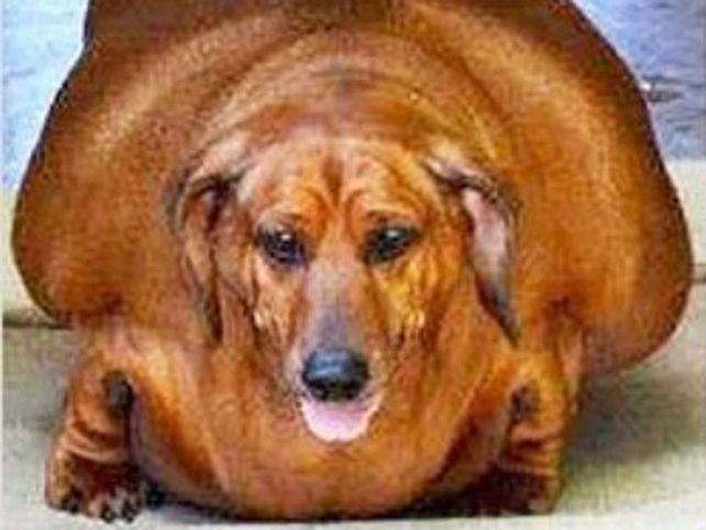 ¡Pusieron a dieta al perro salchicha más gordo del mundo y bajó 25 kilos!