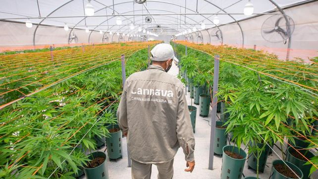 El cannabis medicinal puede hasta proteger neuronas, aseguran especialistas
