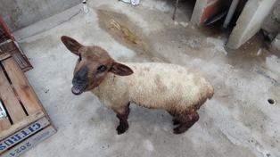 Una oveja estaba entre los animales dispuestos para ser sacrificados.&nbsp; &nbsp;