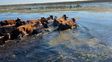 Un trabajador rural murió ahogado cuando movía vacas de una zona inundada en el norte santafesino