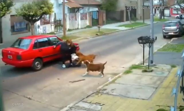 Video: tres perros pitbull atacaron a una mujer en la calle