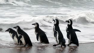 Punta Tombo alberga a más de un millón de pingüinos esta temporada