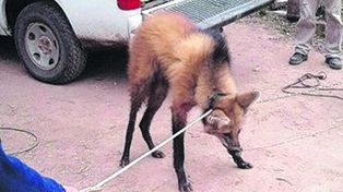 El Aguará  que fue atropellado en la ruta provincial nº1 fue operado y evoluciona favorablemente